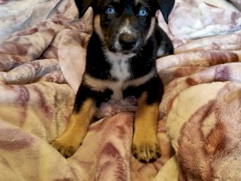 Kelpie X Husky Puppies x 4
