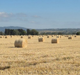 300 x Wheat Hay 5x4 Round Bales