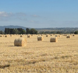 300 x Wheat Hay 5x4 Round Bales