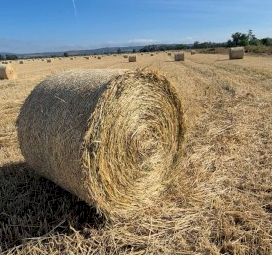 300 x Wheat Hay 5x4 Round Bales