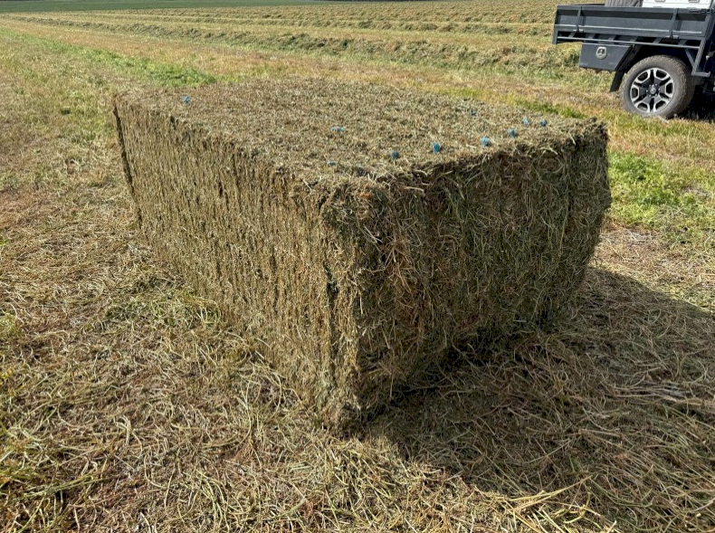 500mt Vetch Hay 650kg 8x4x3 Bales