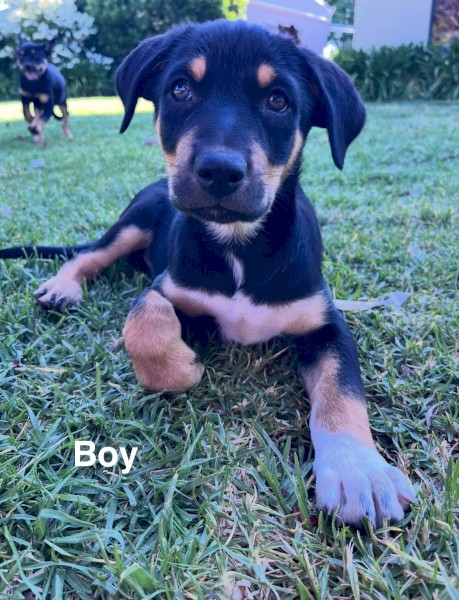 Working Kelpie Puppies