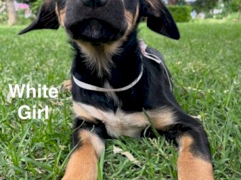 Working Kelpie Puppies