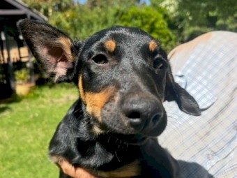 Working Kelpie Puppies