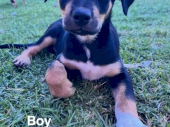 Working Kelpie Puppies