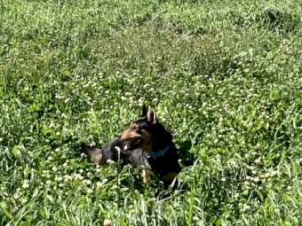 40mt Rye and Clover Hay 8x4x3 Bales (2nd Cut)