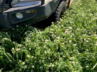 40mt Rye and Clover Hay 8x4x3 Bales (2nd Cut)