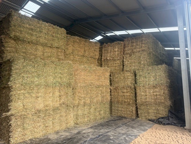 300 x Oaten Hay Small Squares Bales in Baron Packs