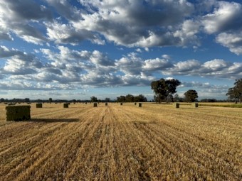 300 x Oaten Hay Small Squares Bales in Baron Packs