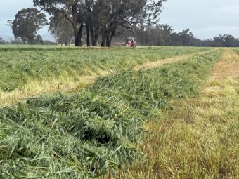 300 x Oaten Hay Small Squares Bales in Baron Packs