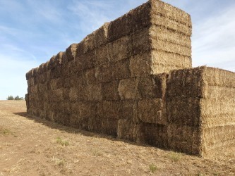 220mt Vetch Hay 8x4x3 Bales