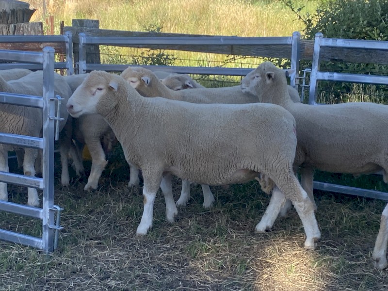 Poll Dorset Rams
