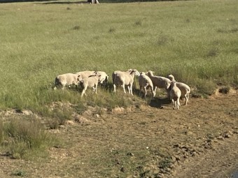 Poll Dorset Rams