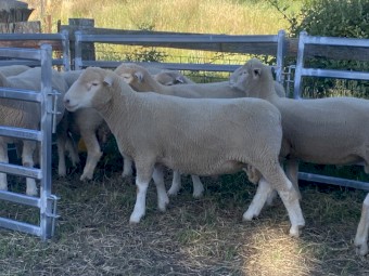 Poll Dorset Rams