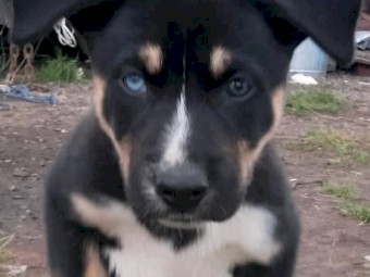 Kelpie X Husky Puppies x 4