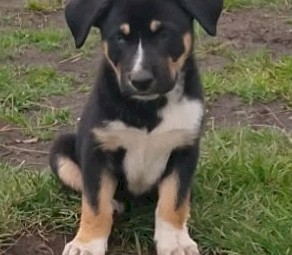 Kelpie X Husky Puppies x 4