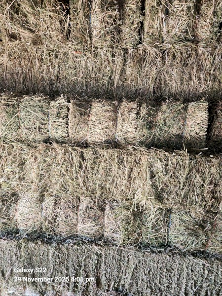 Small Squares First Cut Lucerne Hay Weed Free