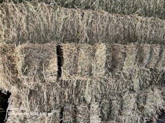 Small Squares First Cut Lucerne Hay Weed Free