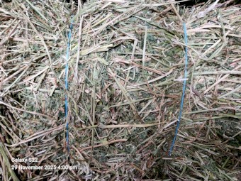 Small Squares First Cut Lucerne Hay Weed Free