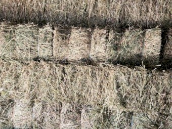 Small Squares First Cut Lucerne Hay Weed Free