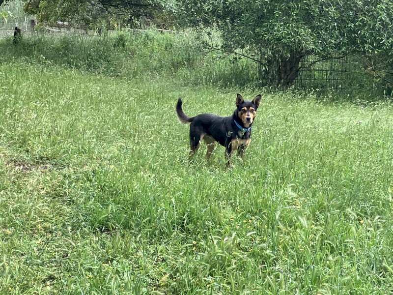 4 year old male kelpie