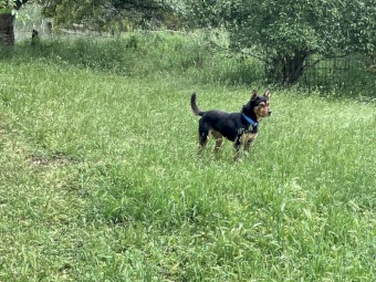 4 year old male kelpie