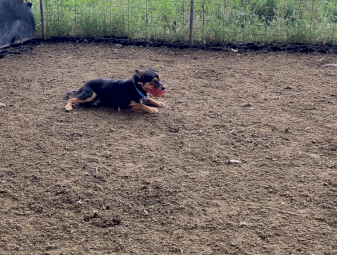 4 year old male kelpie