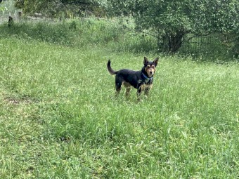4 year old male kelpie