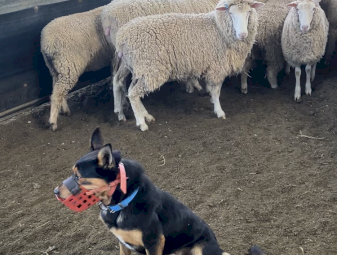 4 year old male kelpie
