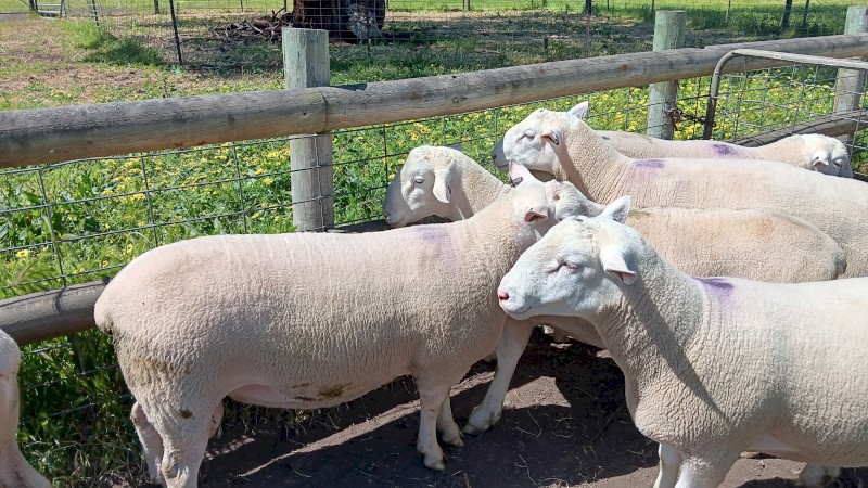 5 x White Suffolk Rams 1.5 years , Lambplan Data available, Ready to work