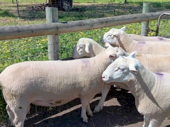 5 x White Suffolk Rams 1.5 years , Lambplan Data available, Ready to work