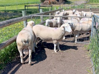 5 x White Suffolk Rams 1.5 years , Lambplan Data available, Ready to work