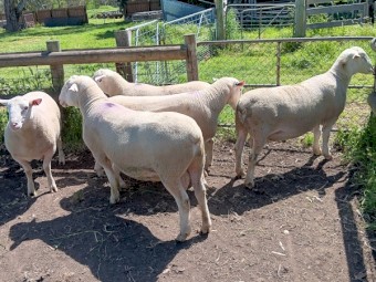5 x White Suffolk Rams 1.5 years , Lambplan Data available, Ready to work