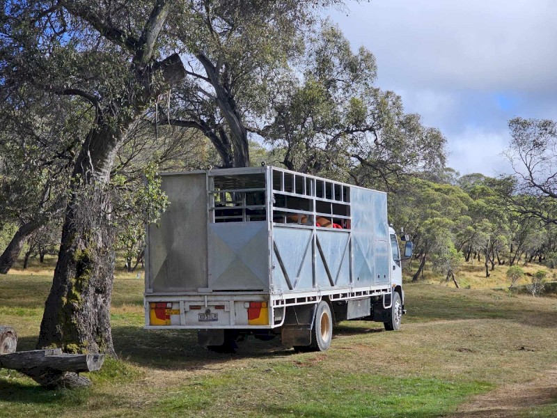 2003 Isuzu FVDOOA with Horse  and Cattle Livestock Crate