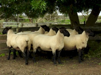 8 * 2024 Drop Suffolk Flock Rams For Sale