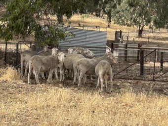 12 Afrino dual purpose rams for sale