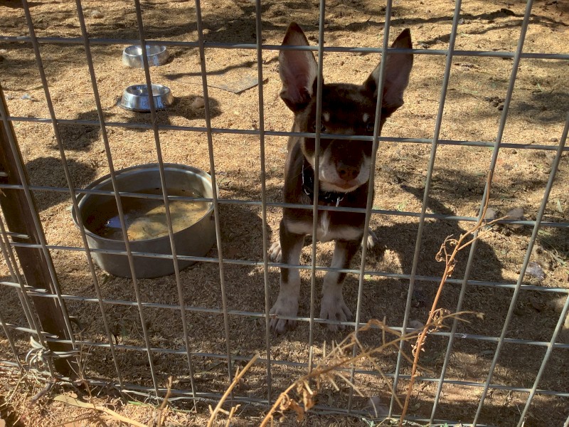 Well bred Kelpie pups