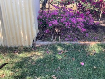 Well bred Kelpie pups