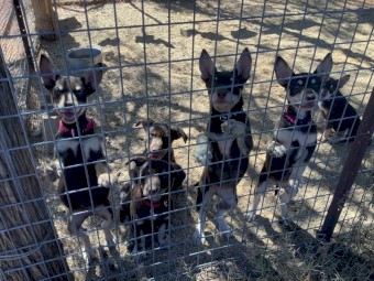 Well bred Kelpie pups