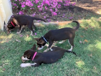 Well bred Kelpie pups