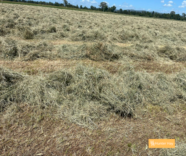 1000 x Grassy Lucerne 4x4 Round Bales