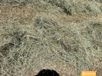 1000 x Grassy Lucerne 4x4 Round Bales