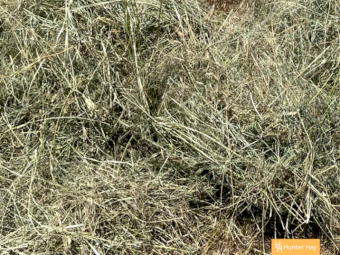 1000 x Grassy Lucerne 4x4 Round Bales