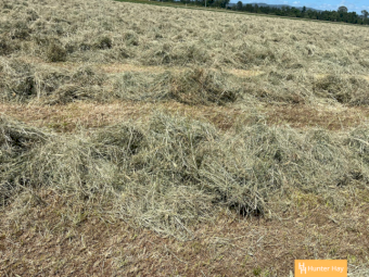 1000 x Grassy Lucerne 4x4 Round Bales
