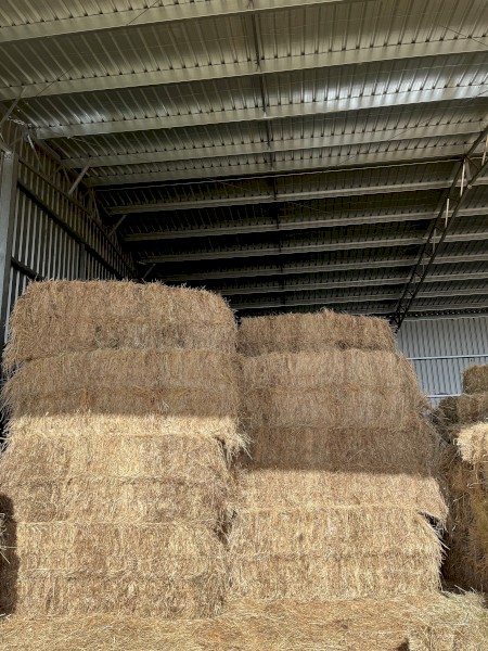 Rye 8x3x3 Big Square Bales (88 bales) 