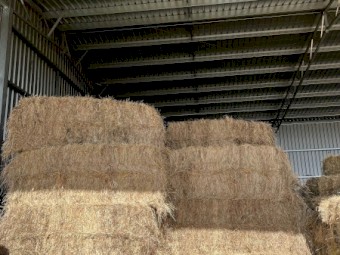 Rye 8x3x3 Big Square Bales (88 bales) 