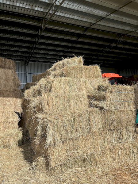 Clover Rye Small Square Bales (400 Shedded Bales) No Rain Damage