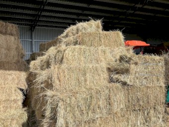 Clover Rye Small Square Bales (400 Shedded Bales) No Rain Damage