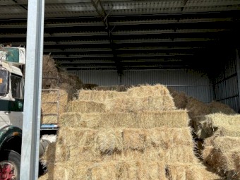 Rye Small Square Bales (800 available)