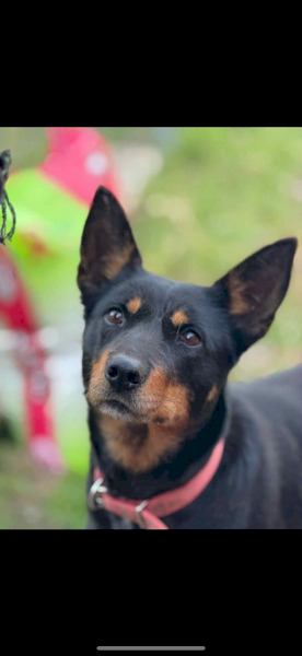 Female Australian Kelpie